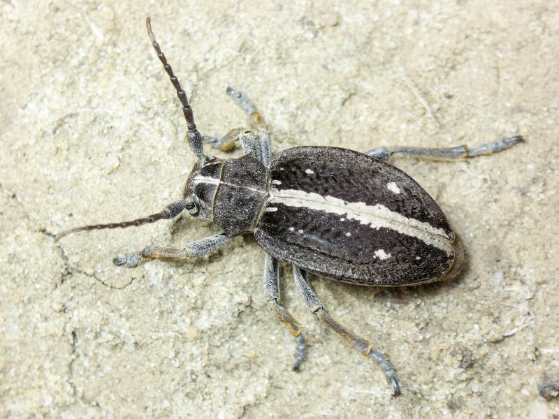 Dorcadion equestre (Laxmann, 1770)